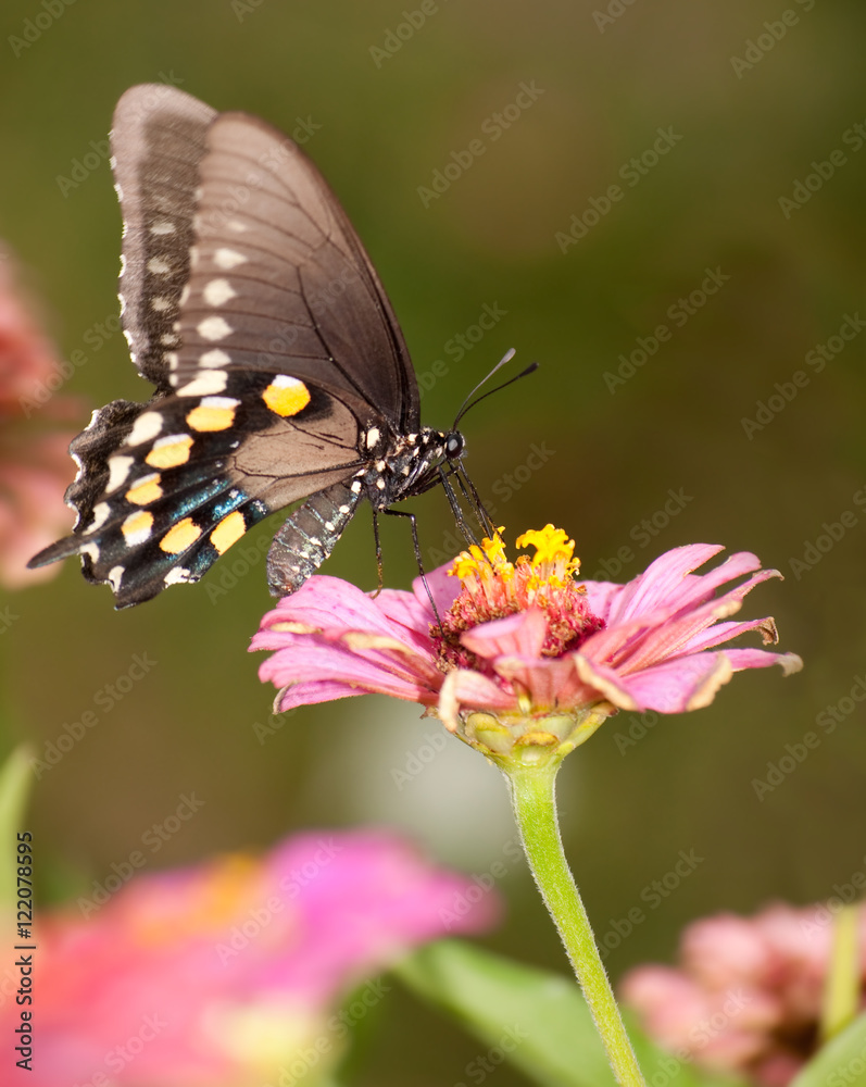 Green Swallowtail butterfly feeding on pink Zinnia in garden Green Swallowtail butterfly feeding on pink Zinnia in garden