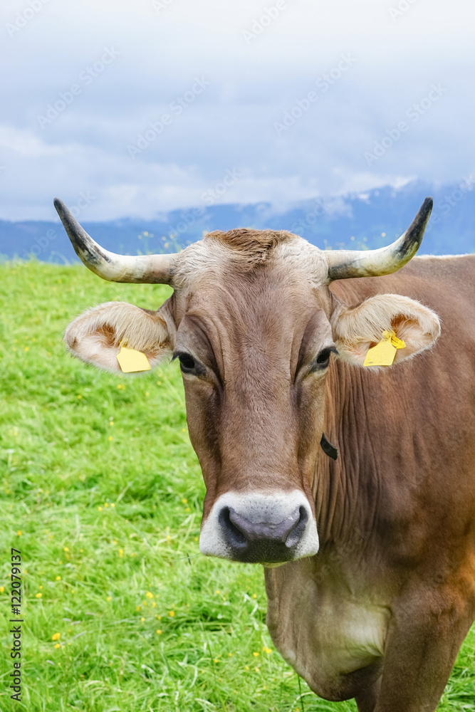 Kuh im Allgäu mit Hörnern auf einer Bergwiese