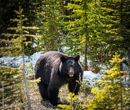  black bear front view, Jasper National Park, Alberta, Canada