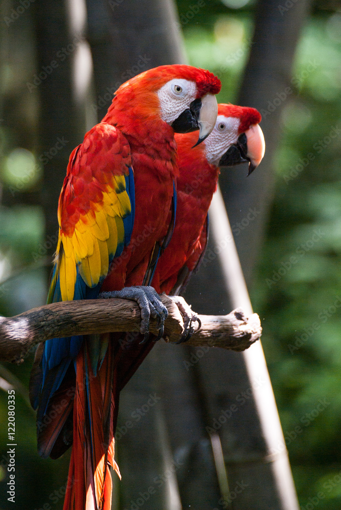 Obraz premium Two Scarlet Macaws
