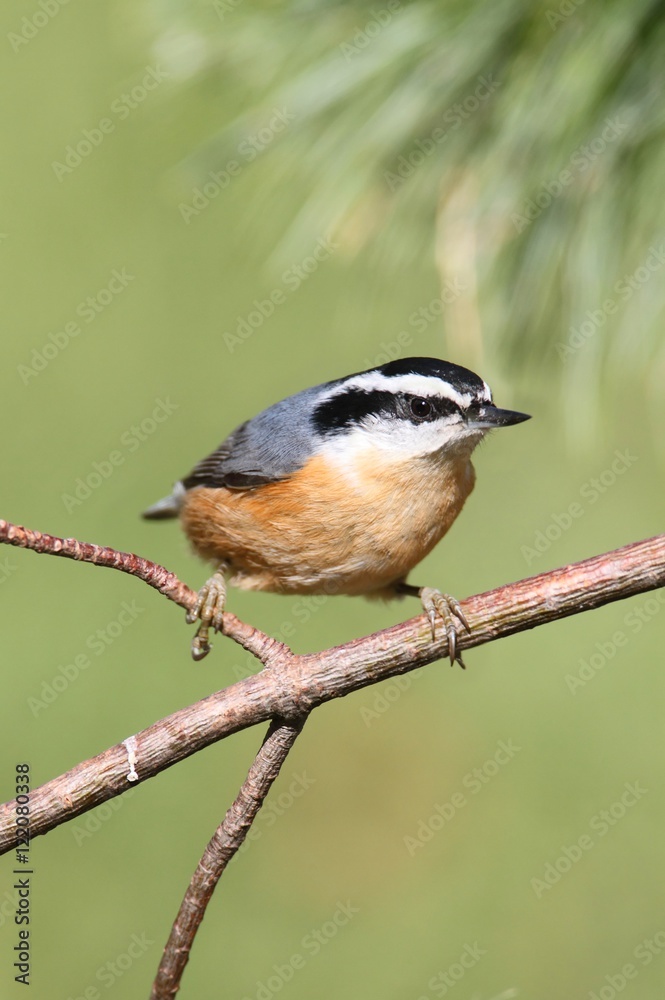 Fototapeta premium Red-breasted Nuthatch On A Perch