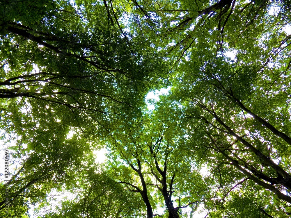 Obraz premium Many deciduous trees in deciduous forest in wild nature