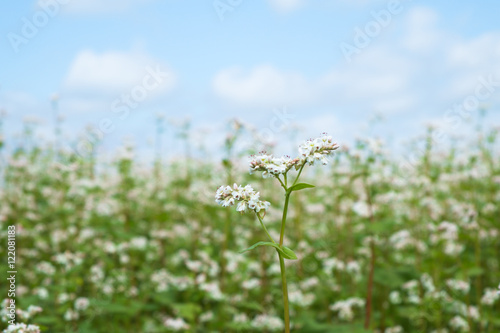 buckwheat flower