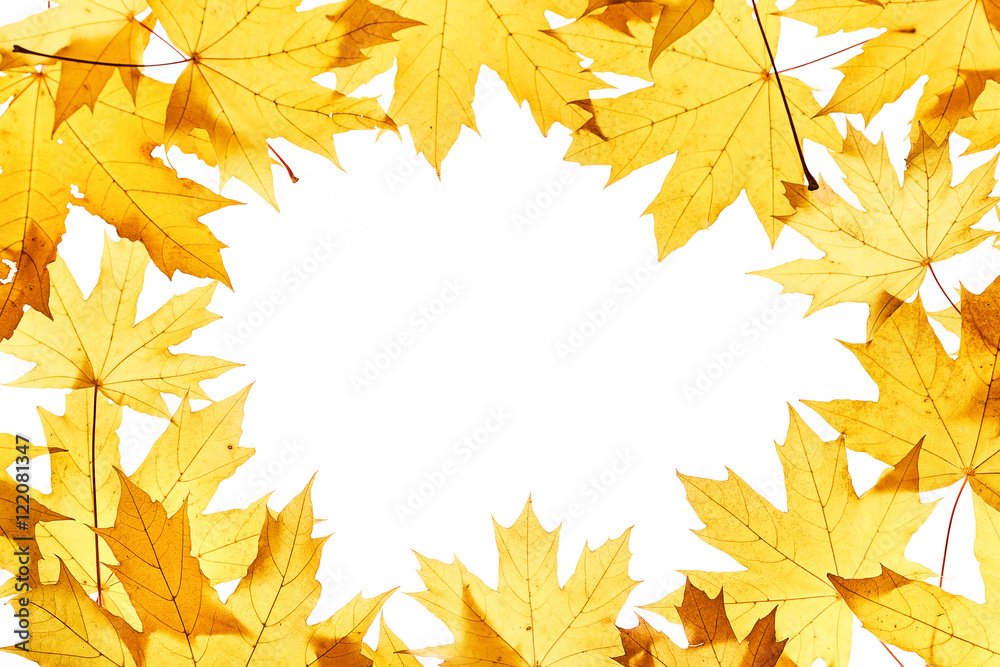 Maple leaves frame on white Maple leaves frame on white
