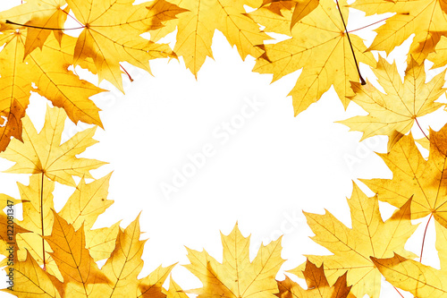 Maple leaves frame on white
