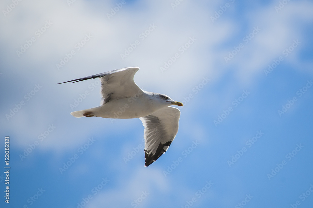 White seagull flying on blue sky background at the beach. White seagull flying on blue sky background at the beach.