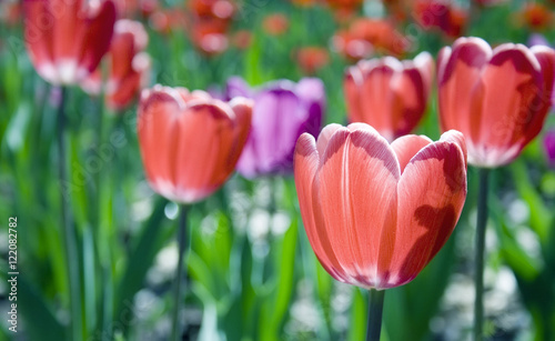 Red tulips closeup