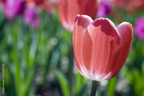 Red tulip close up