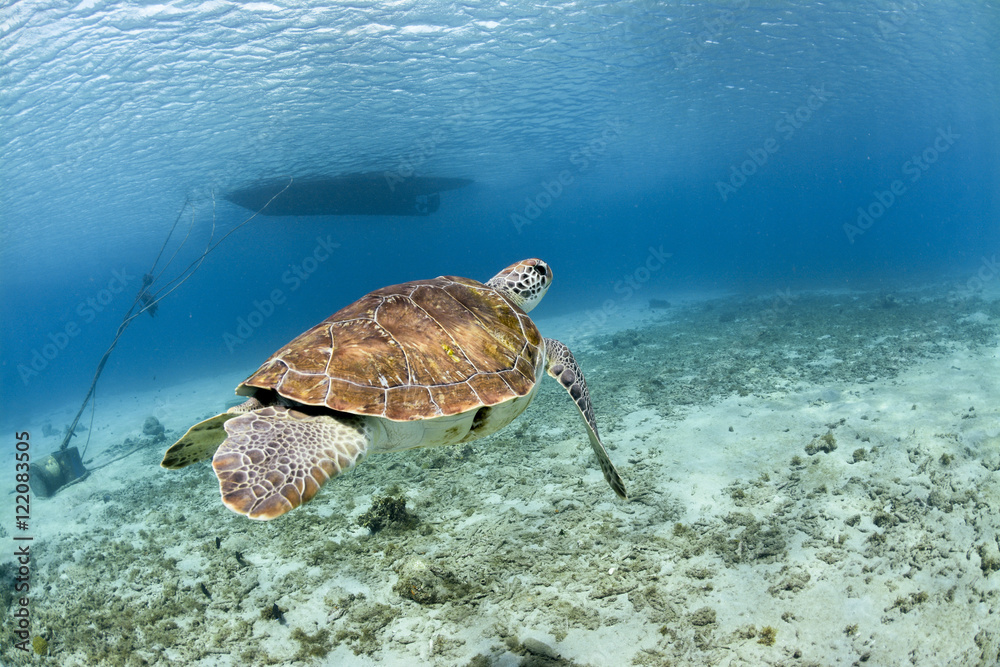 Turtle swimming Turtle swimming