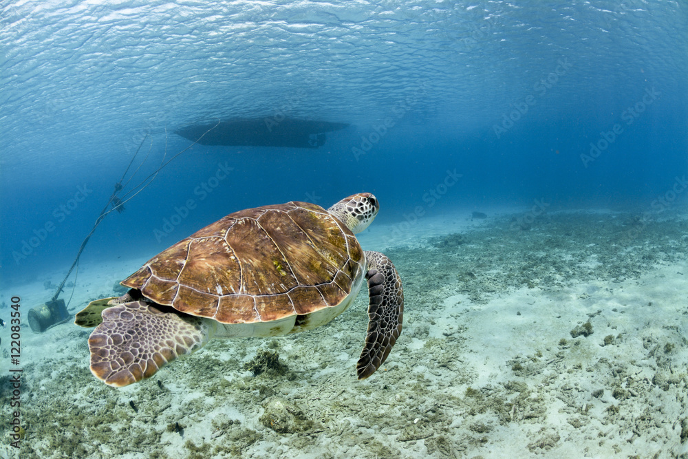 Fototapeta premium Turtle swimming