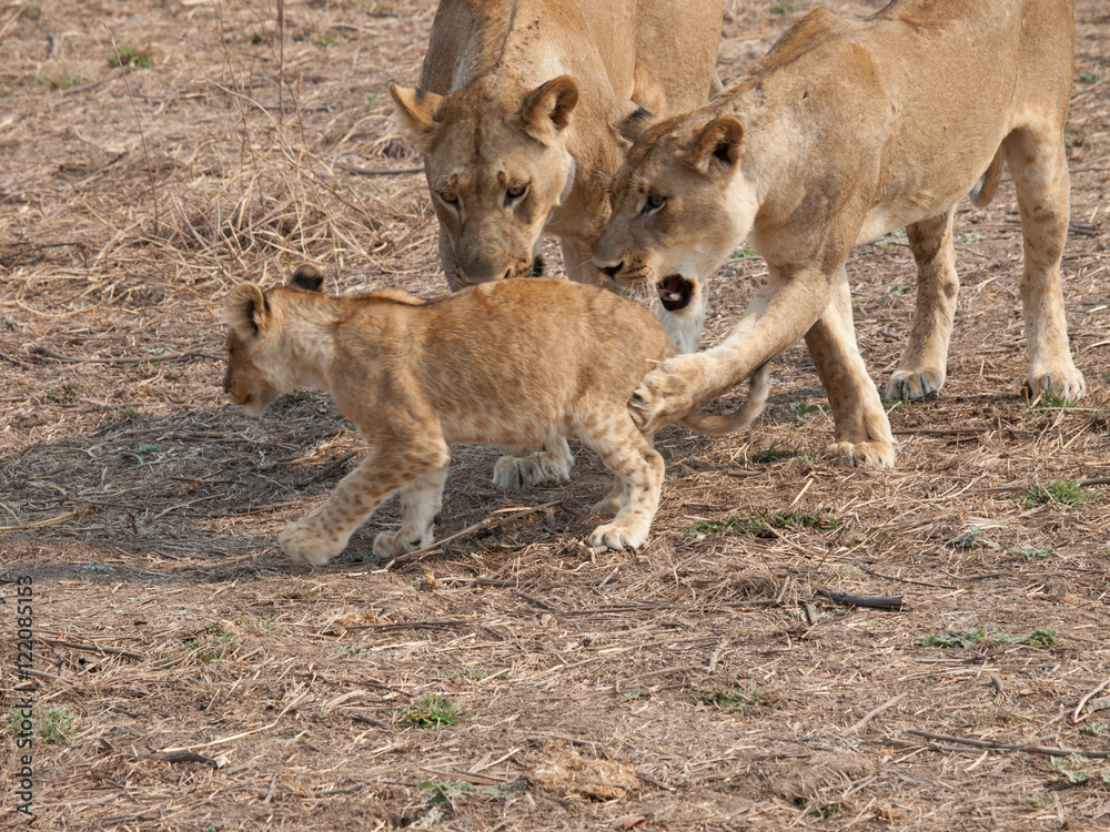 Africa Lions Africa Lions