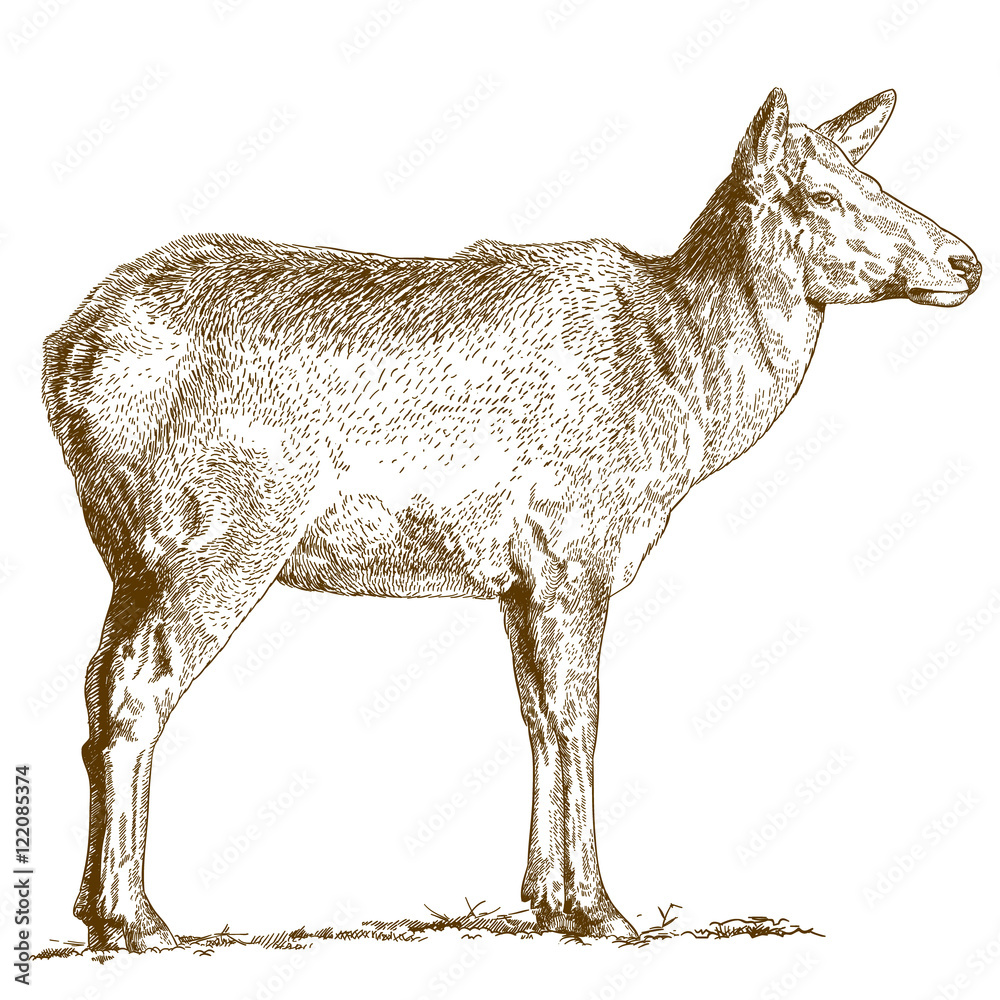 Fototapeta premium engraving illustration of deer