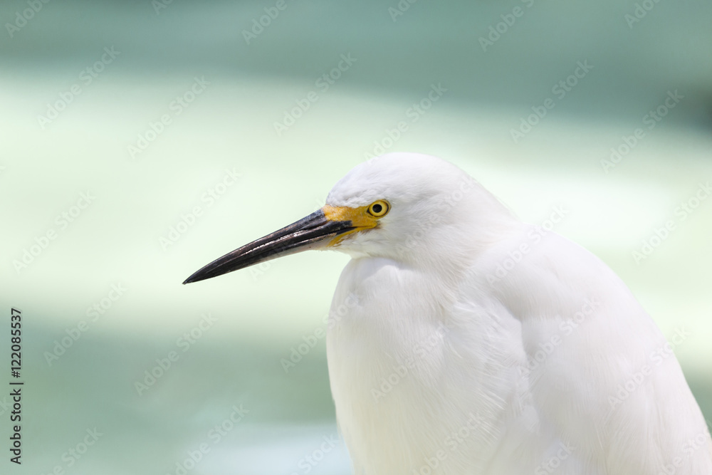 Snowy Egret