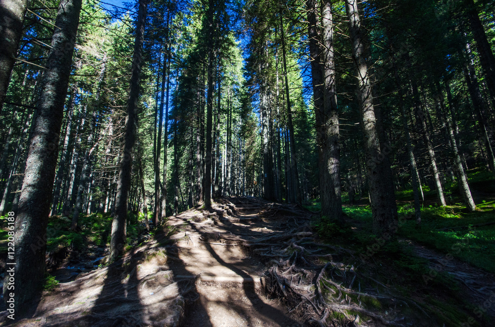 The trail in the woods of the Carpathians The trail in the woods of the Carpathians