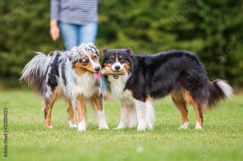 Foto two dogs fighting for a food bag