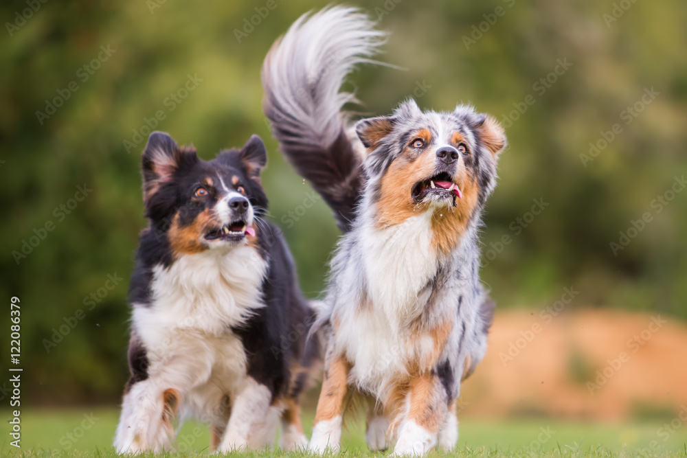 two dogs running on the meadow