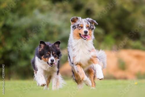 two dogs running on the meadow photo