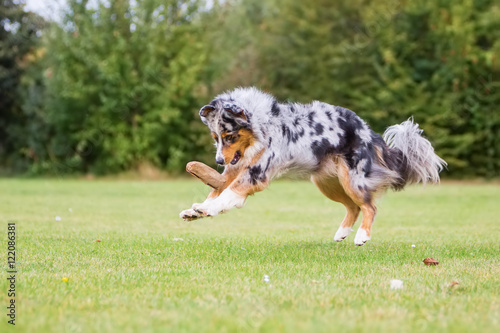 dog runs and jumps for a food bag
