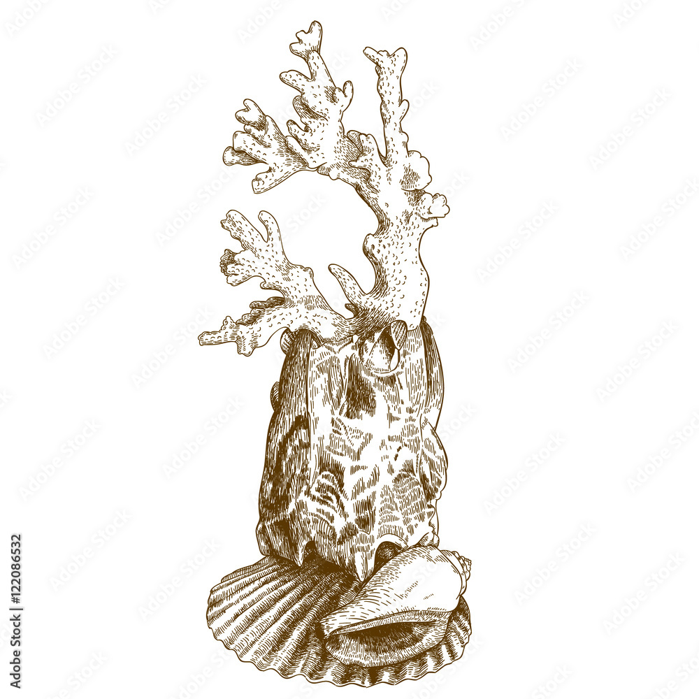 Naklejka premium engraving illustration of coral and shell