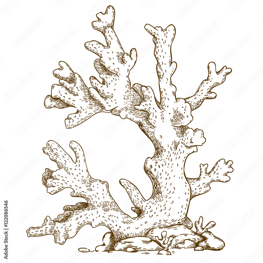 Obraz premium engraving illustration of coral