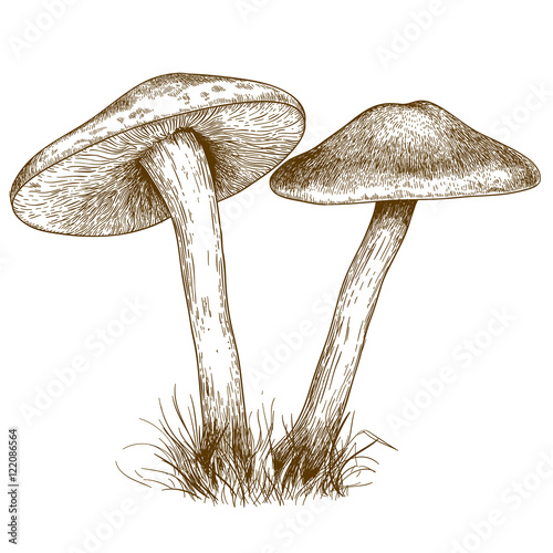 engraving illustration of two mushrooms