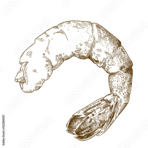 engraving  illustration of shrimp tail