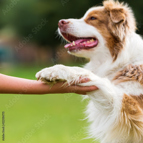 dog gives a girl the paw