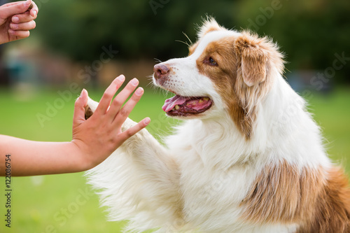 girl gives a dog high five