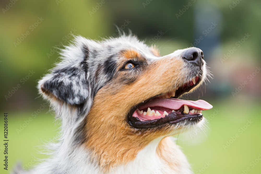 portrait of an Australian Shepherd dog portrait of an Australian Shepherd dog