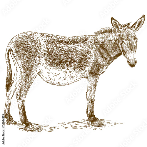 engraving illustration of donkey