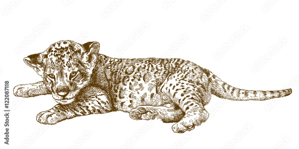 engraving antique illustration of lion cub