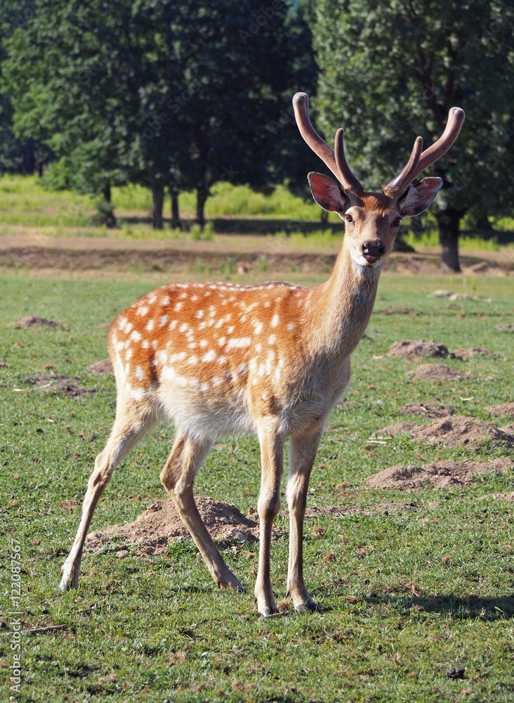 Beautiful young dappled deer on a green meadow Beautiful young dappled deer on a green meadow