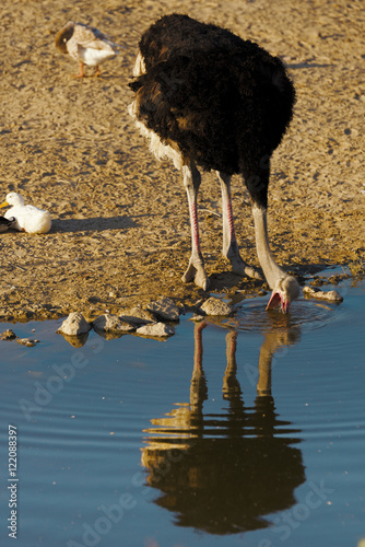 Ostrich drinking water.