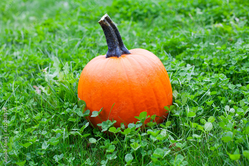pumpkins on grass pumpkins on grass