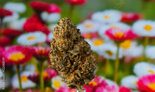 Cannabis bud photo