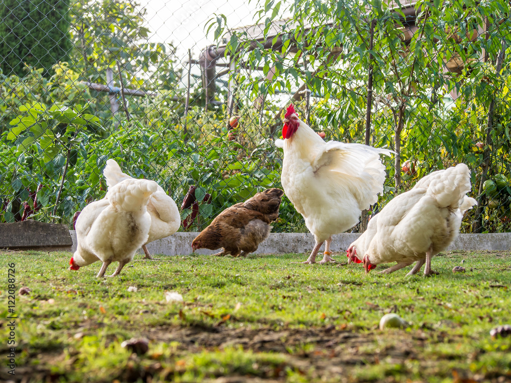 Fototapeta premium Freilaufende Hühner