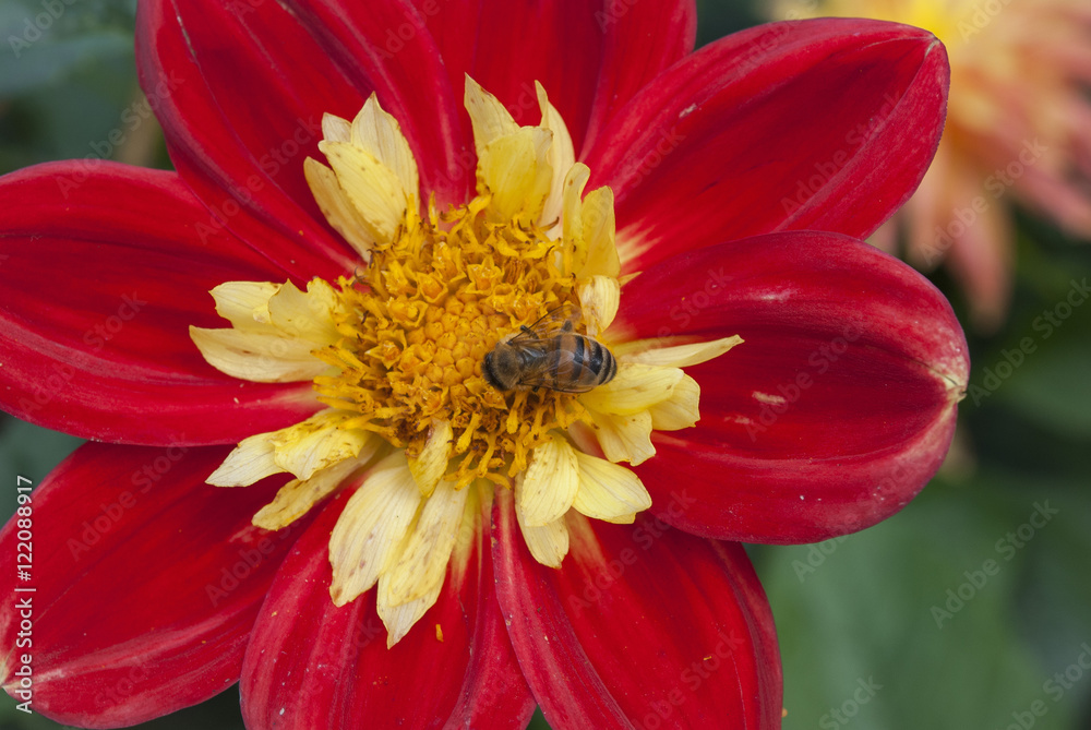 Bee on red flower