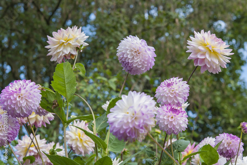 Pink flowers in garden