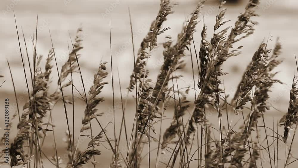 Sepia tone loop features sea oats blowing in the wind with waves on an Atlantic Ocean Beach int he soft-focused background. Sepia tone loop features sea oats blowing in the wind with waves on an Atlantic Ocean Beach int he soft-focused background.