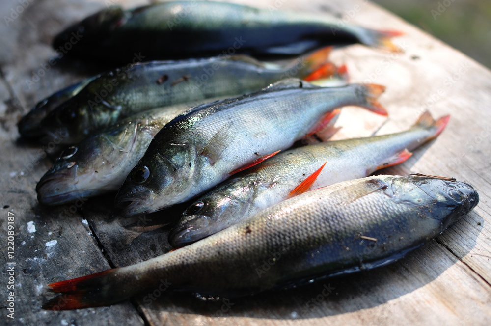Fresh caught fish Fresh caught fish