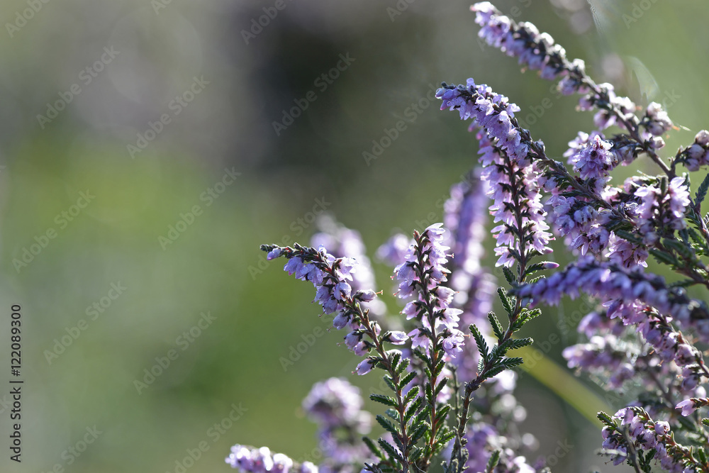Fototapeta premium violet heather