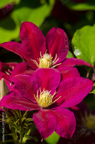 Two purple clematis