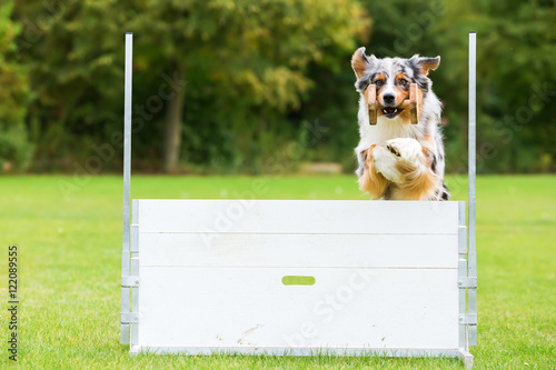 Fotografi dog with a toy jumps over an obstacle