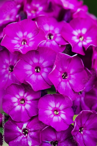 purple phlox flowers