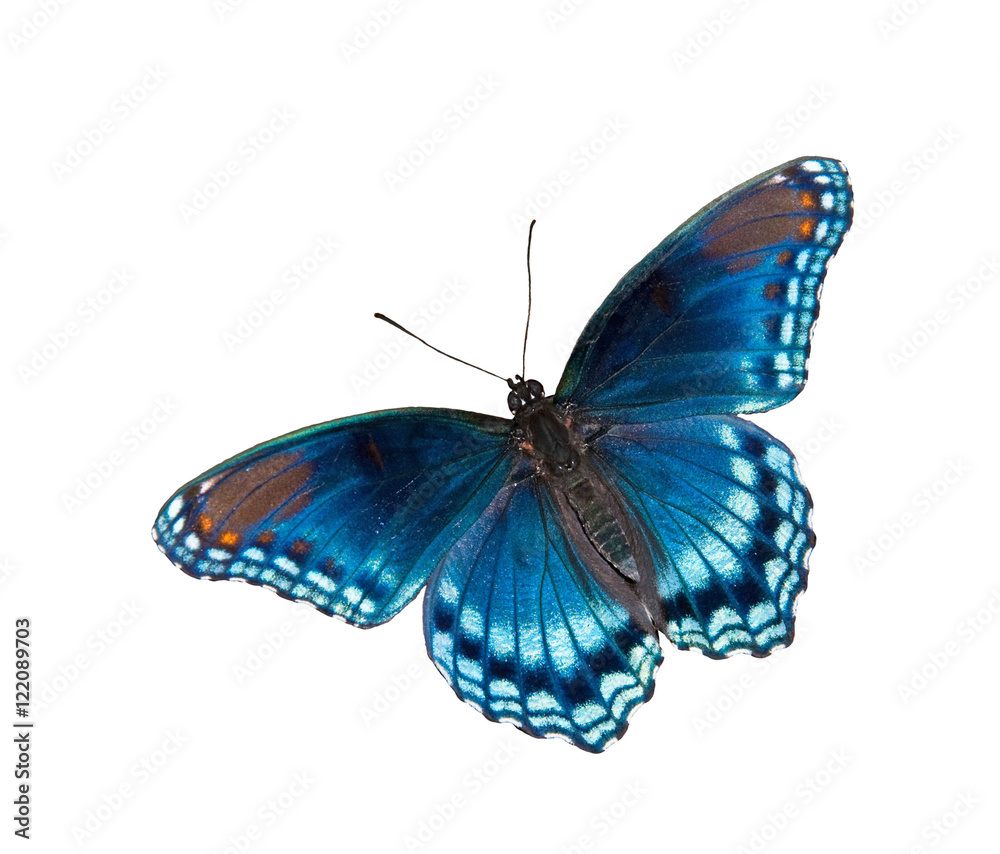 Fototapeta premium Limenitis arthemis astyanax, motyl czerwonoplamisty fioletowy admirał, na białym tle