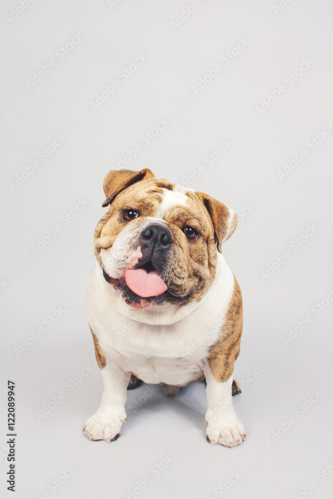 happy smiling english bulldog dog