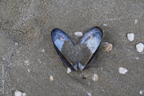 Herz aus einer Muschel