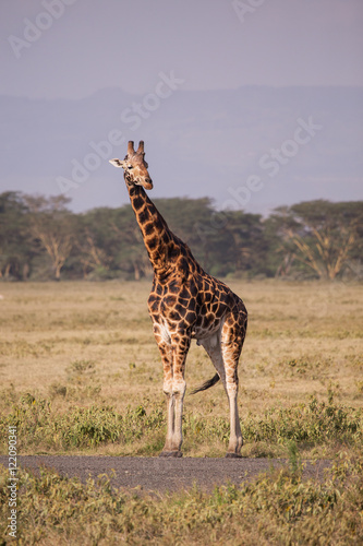 Giraffe in Lake Nakuru National Park, Kenya, Africa