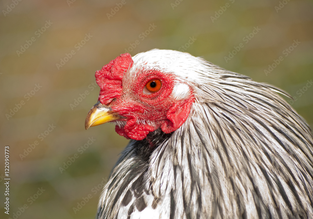 Naklejka premium Handsome Light Brahma bantam rooster