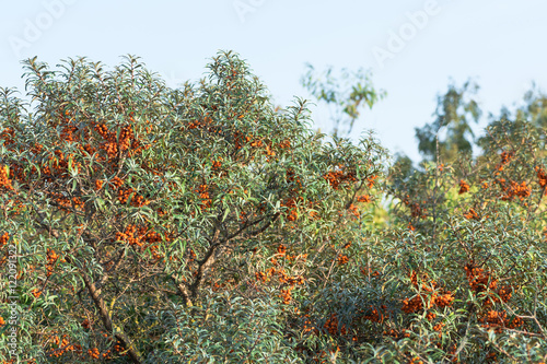 Sanddornsträucher mit reifen Früchten an der Küste, Zitrone des Nordens, Hippophae rhamnoides, Erntezeit, Superfood, gesunde Spezialität, Stärkung des Immunsystems, Naturheilkunde photo